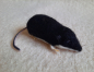 Preview: Filztiermodell Wasserspitzmaus (Neomys fodiens) - AUF BESTELLUNG