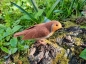 Preview: Filztiermodell Rotkehlchen (Erithacus rubecula)