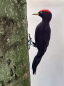 Preview: Filztiermodell Schwarzspecht (Dryocopus martius) - AUF BESTELLUNG