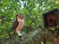 Preview: Filztiermodell Steinkauz (Athene noctua)