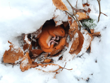 Preview: Filztiermodell Haselmaus (Muscardinus avellanarius) - AUF BESTELLUNG