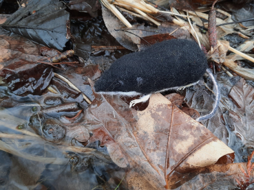 Preview: Filztiermodell Wasserspitzmaus (Neomys fodiens) - AUF BESTELLUNG