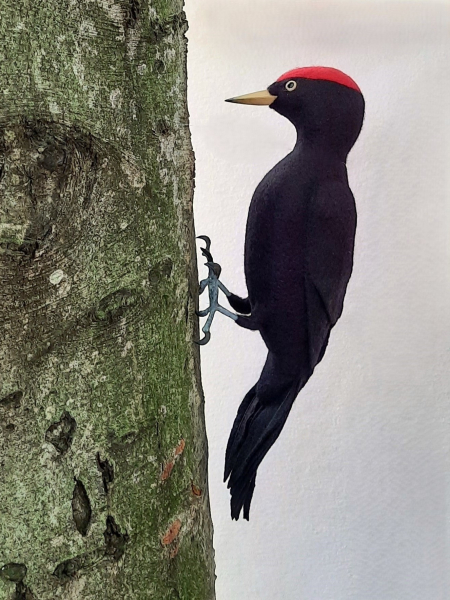 Filztiermodell Schwarzspecht (Dryocopus martius) - AUF BESTELLUNG