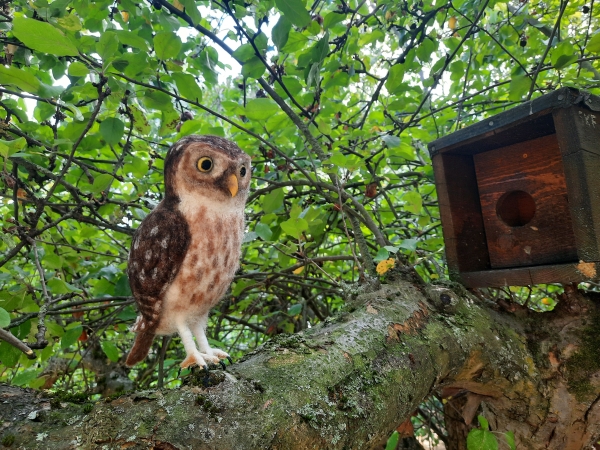 Filztiermodell Steinkauz (Athene noctua)